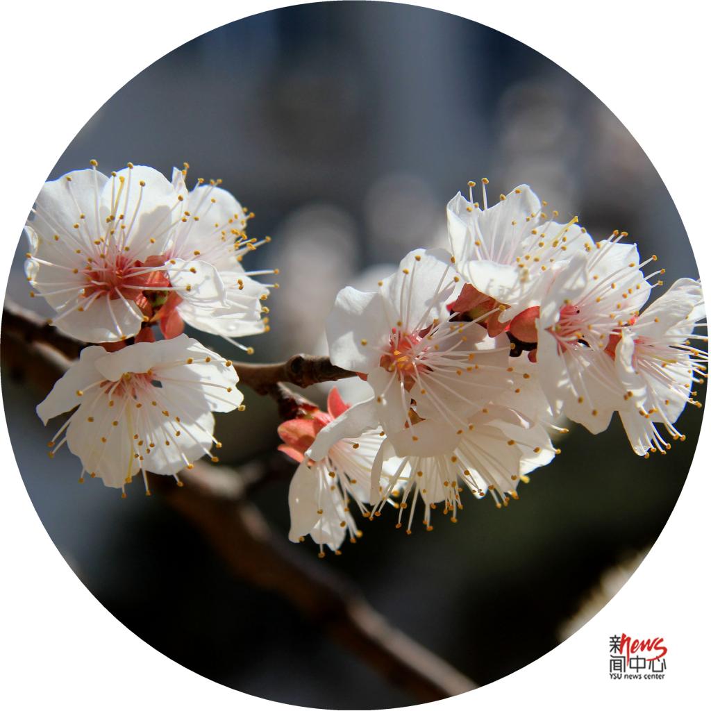 印象多宝·duobao官方网站 • 那些花儿（组图）