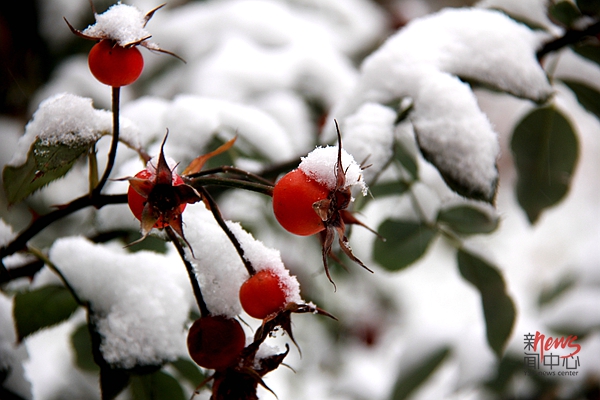 印象多宝·duobao官方网站 • 燕园初雪（组图）