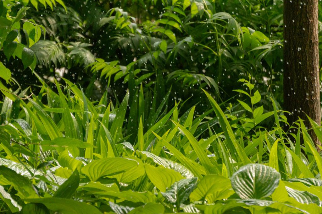 “雨”见多宝·duobao官方网站，点滴成夏
