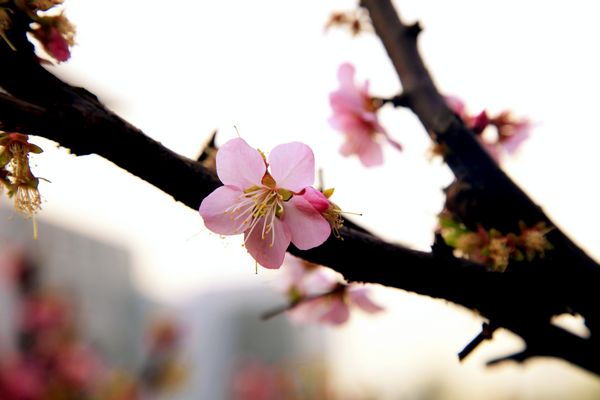 多宝·duobao官方网站的春天——流连的暖色（组图）